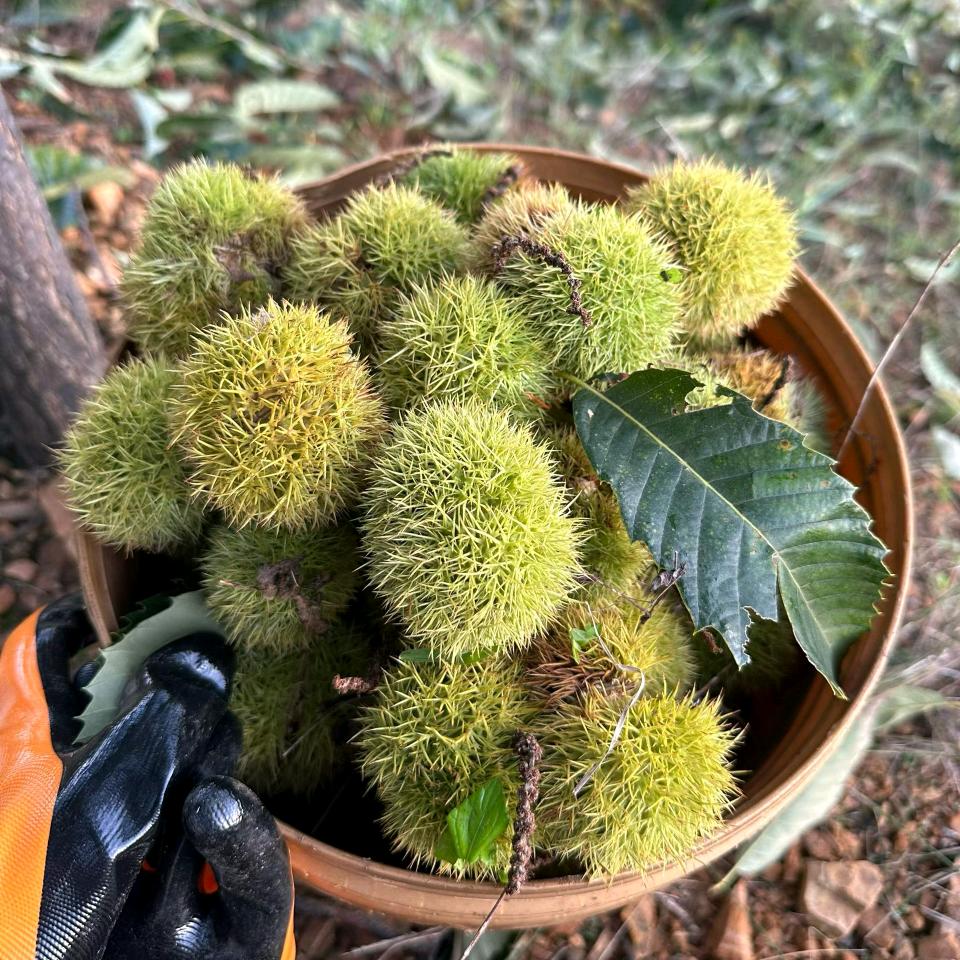 百亩栗源官方号