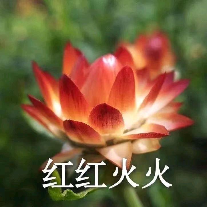 红红火火888