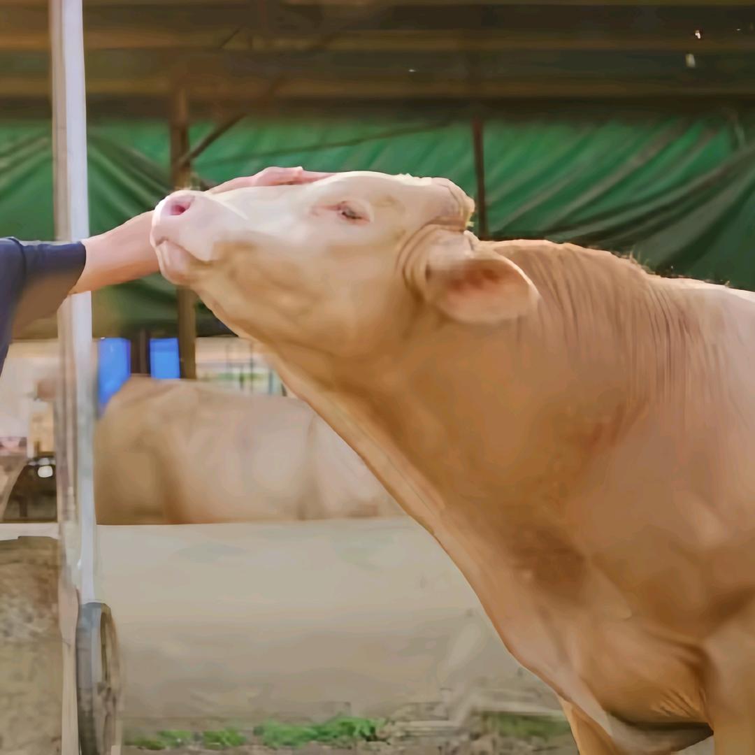 牛牛厂长【优选好物】