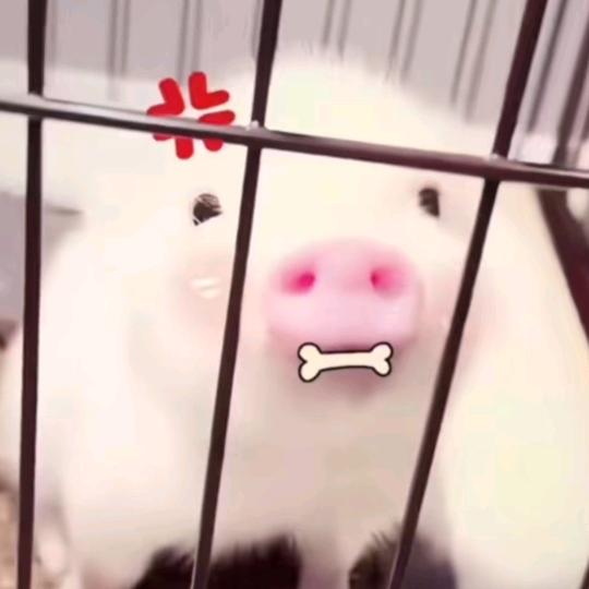 屁股大王.