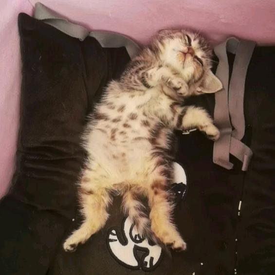 吕老三是天津喵