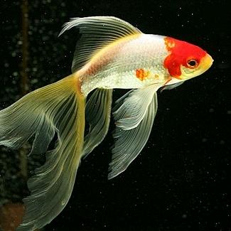 金玉翠福刘海霞