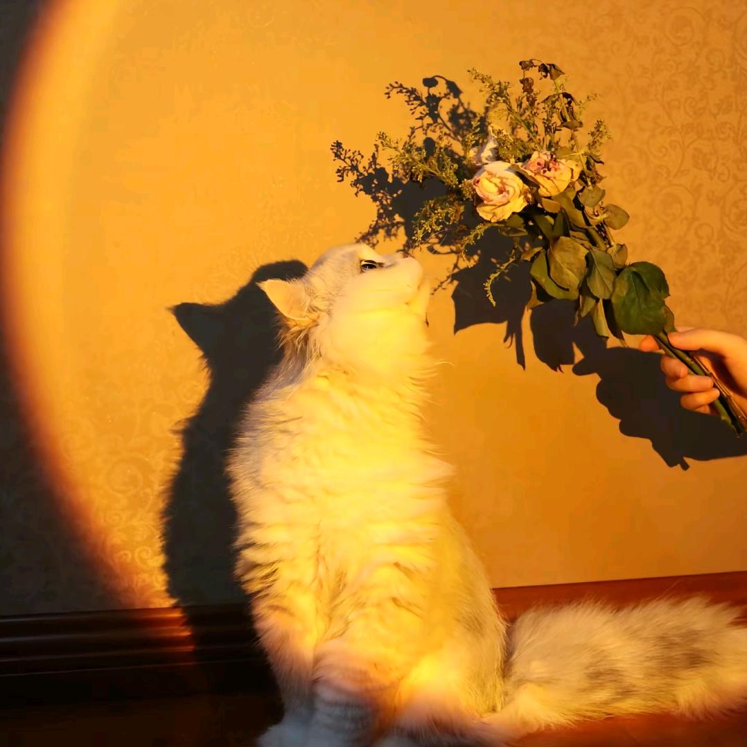 日落森林的猫