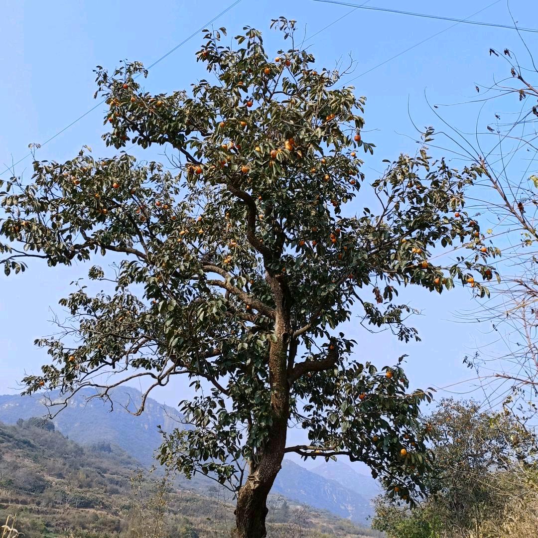 李家姑娘（拒私聊，连赞拉黑）