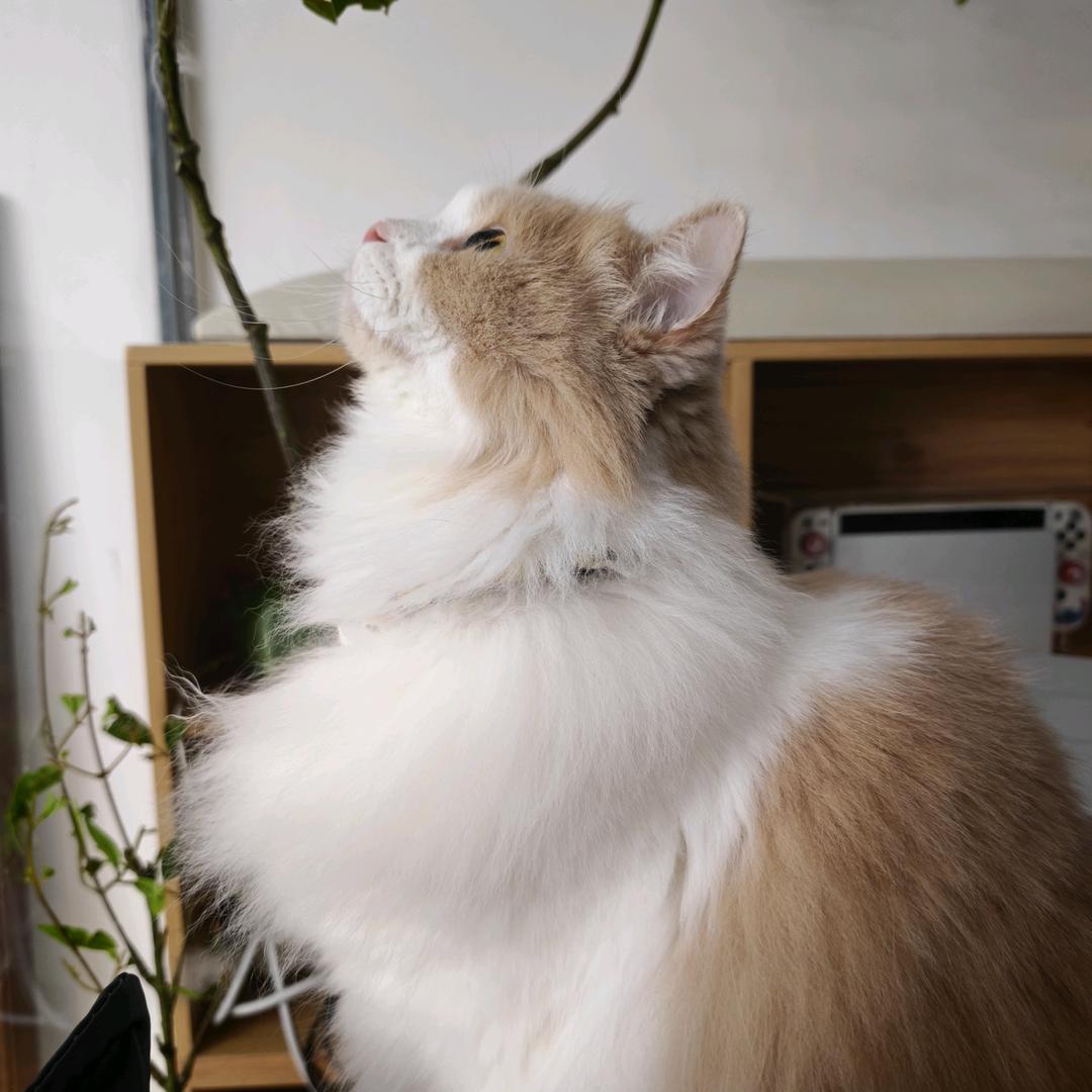 三三家的居居们丶