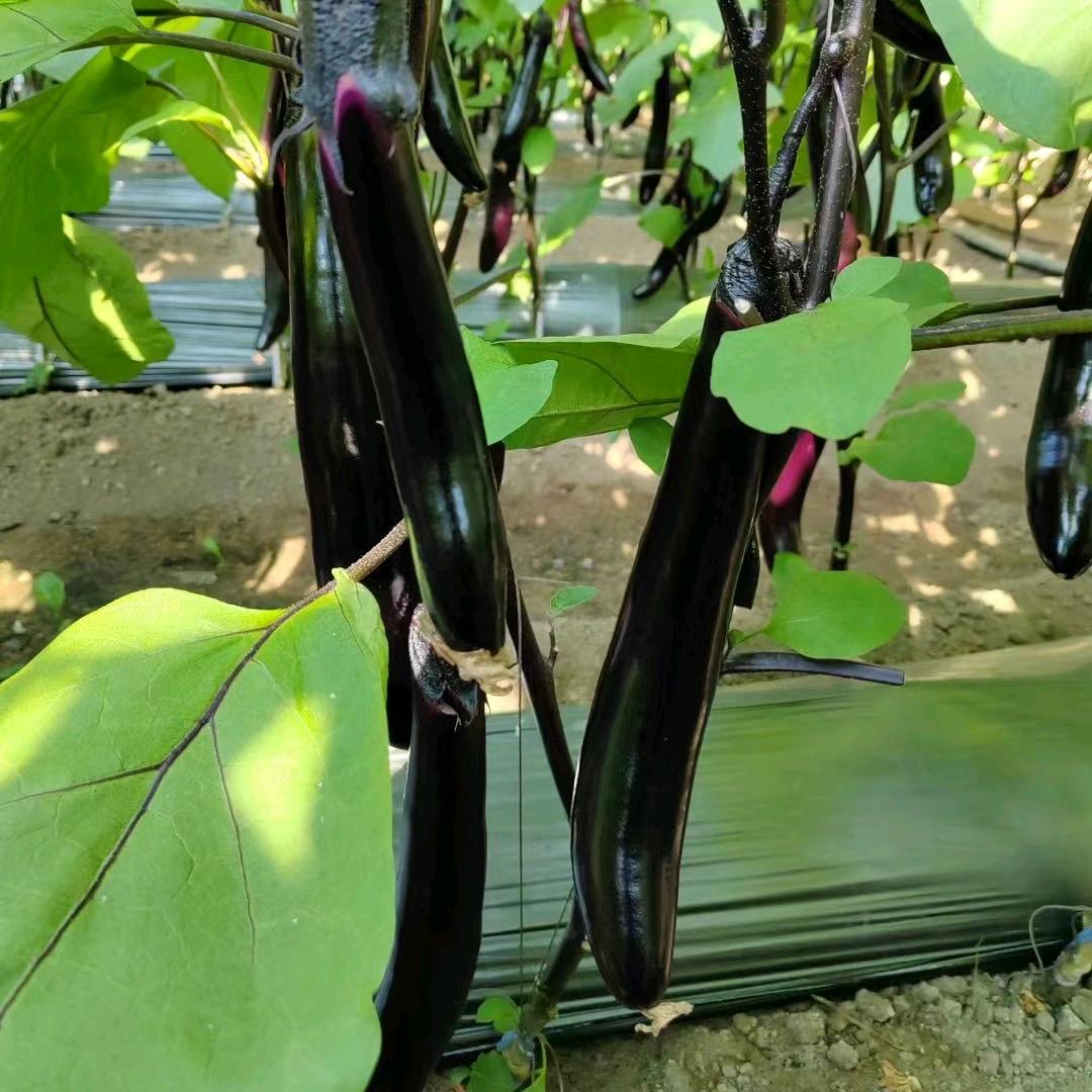 君哥  欧力昂肥料