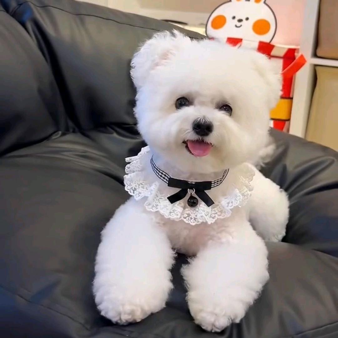 高中物理老师~柯美犬舍