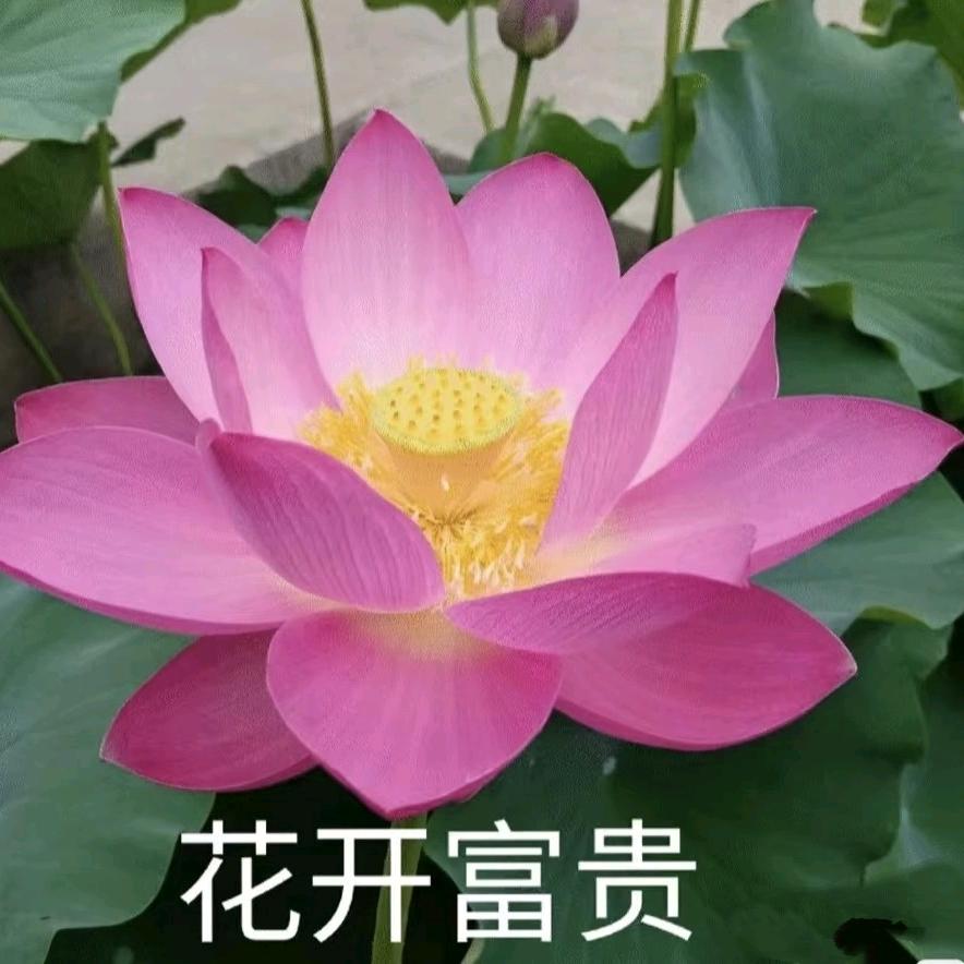白日梦想迦