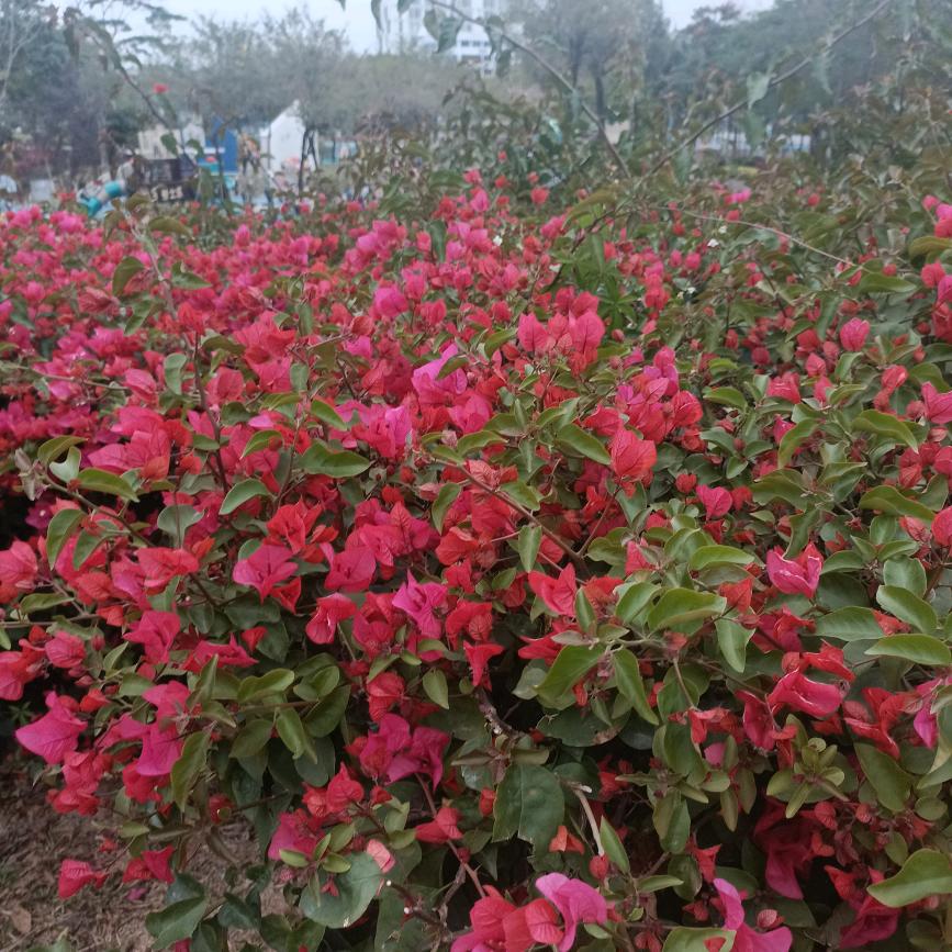 谌，