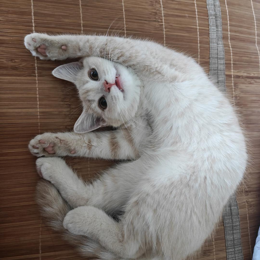 ⁺✞ʚ无相皇重度依赖ɞ✟₊