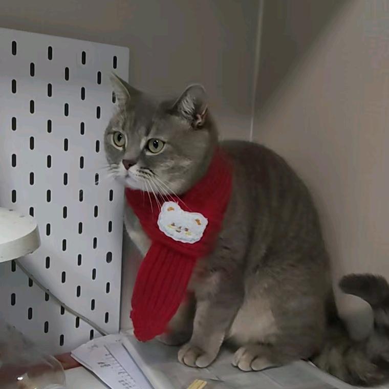 渡遇桥