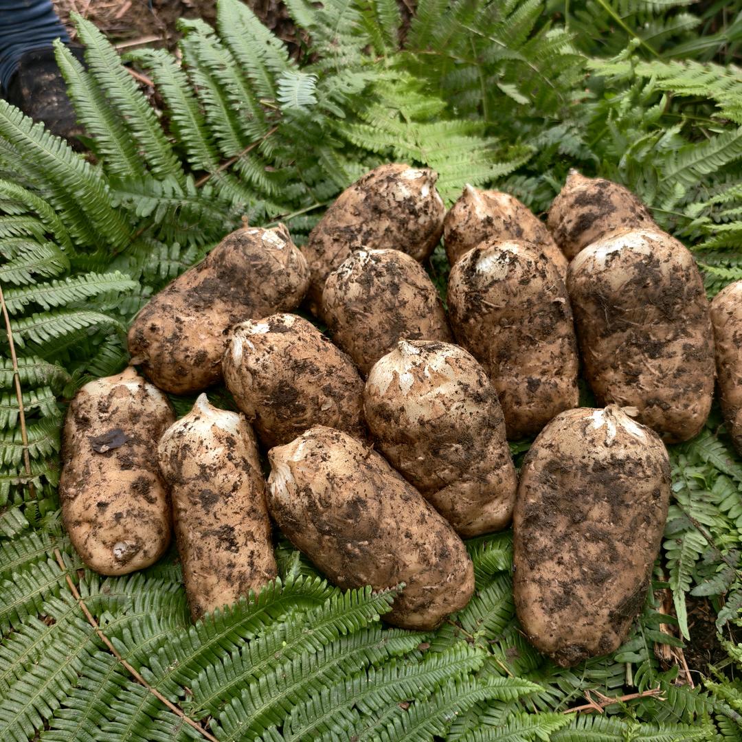 彝良县创伟天麻种植销售店