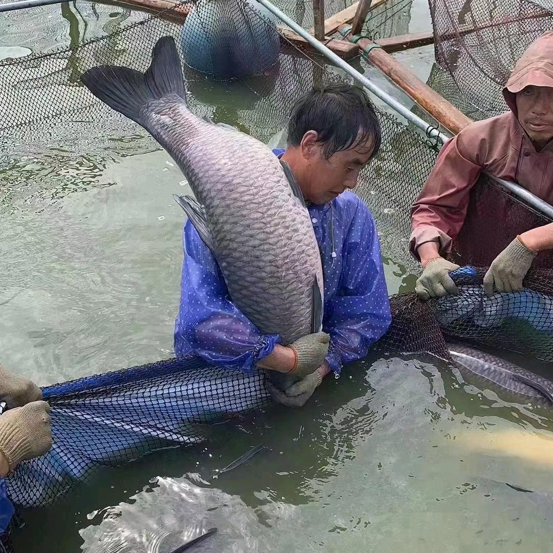 丰腴农业青鱼翘嘴养殖基地