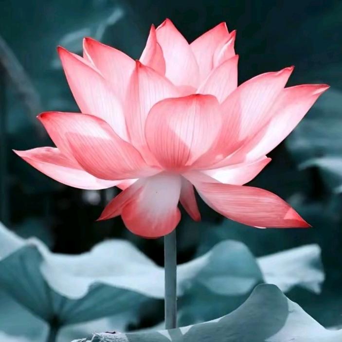 一生平安