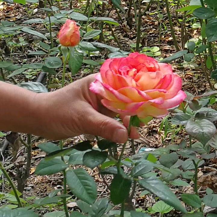 好人一生平安健健康康