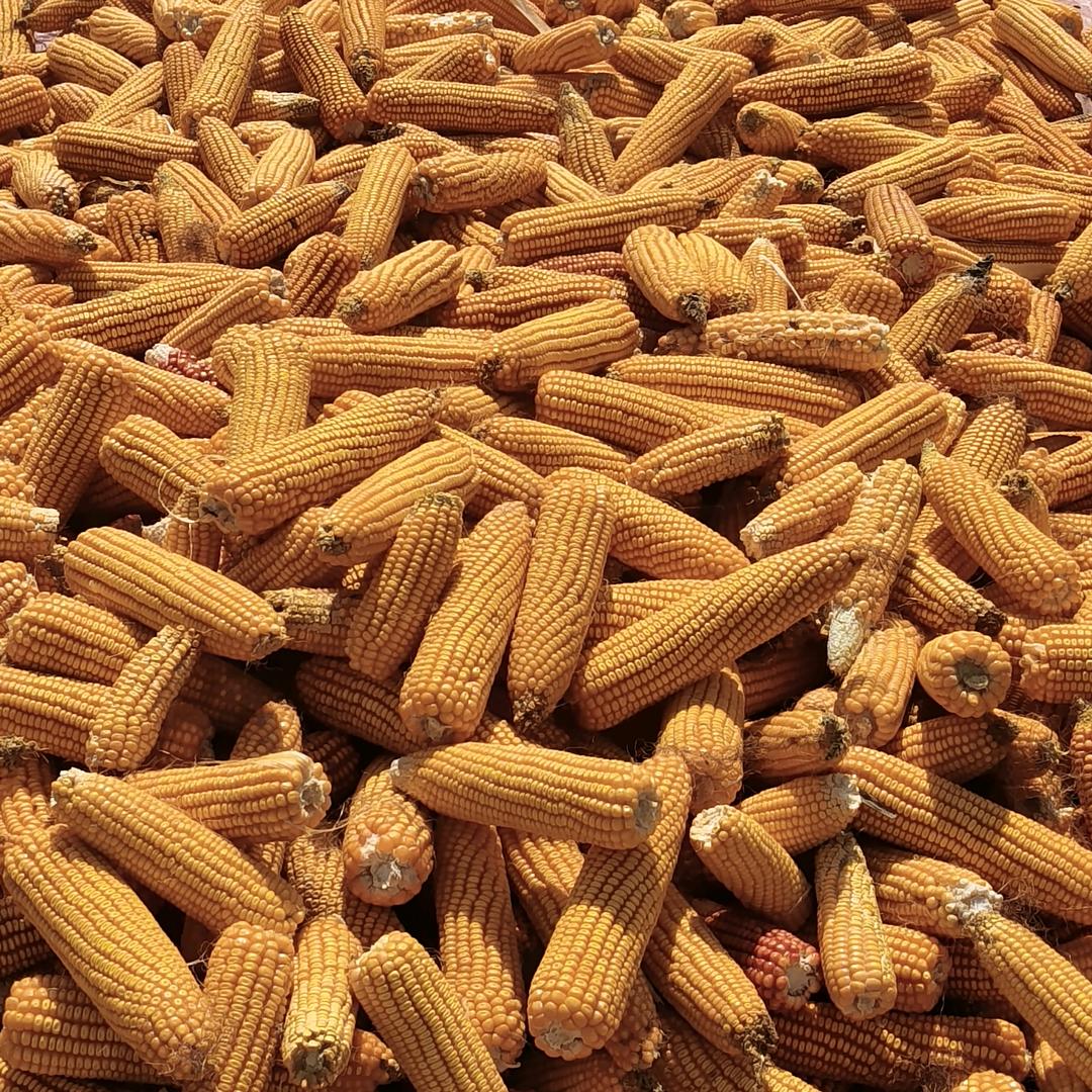 回心🌾1314