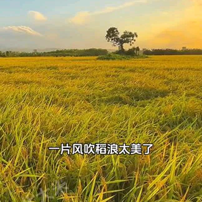金其.