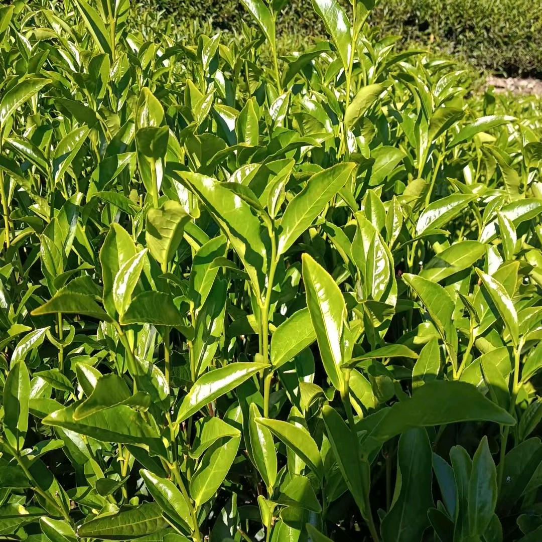 凤凰高山单丛香