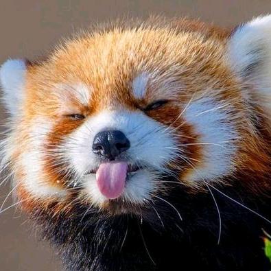 十一头像