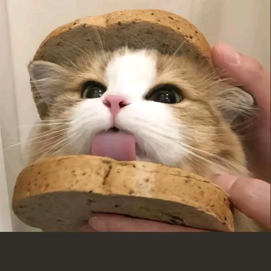 秋枝鲭