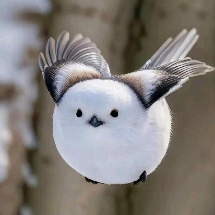 小唐抓鼠师👍