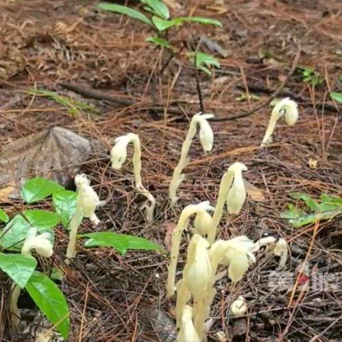 伤心的泪，73年的牛