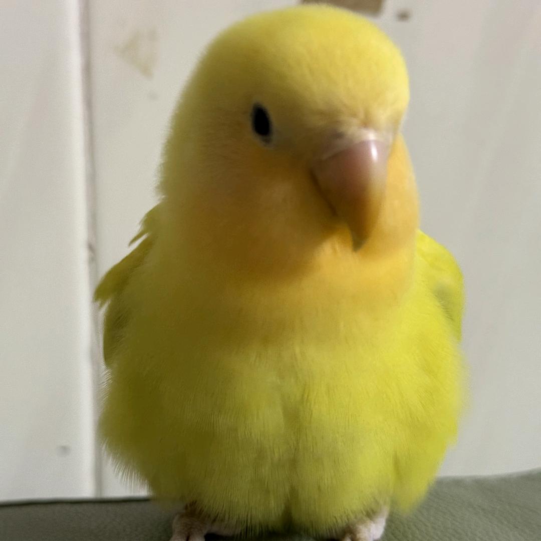 🍬(吃溜溜梅版)