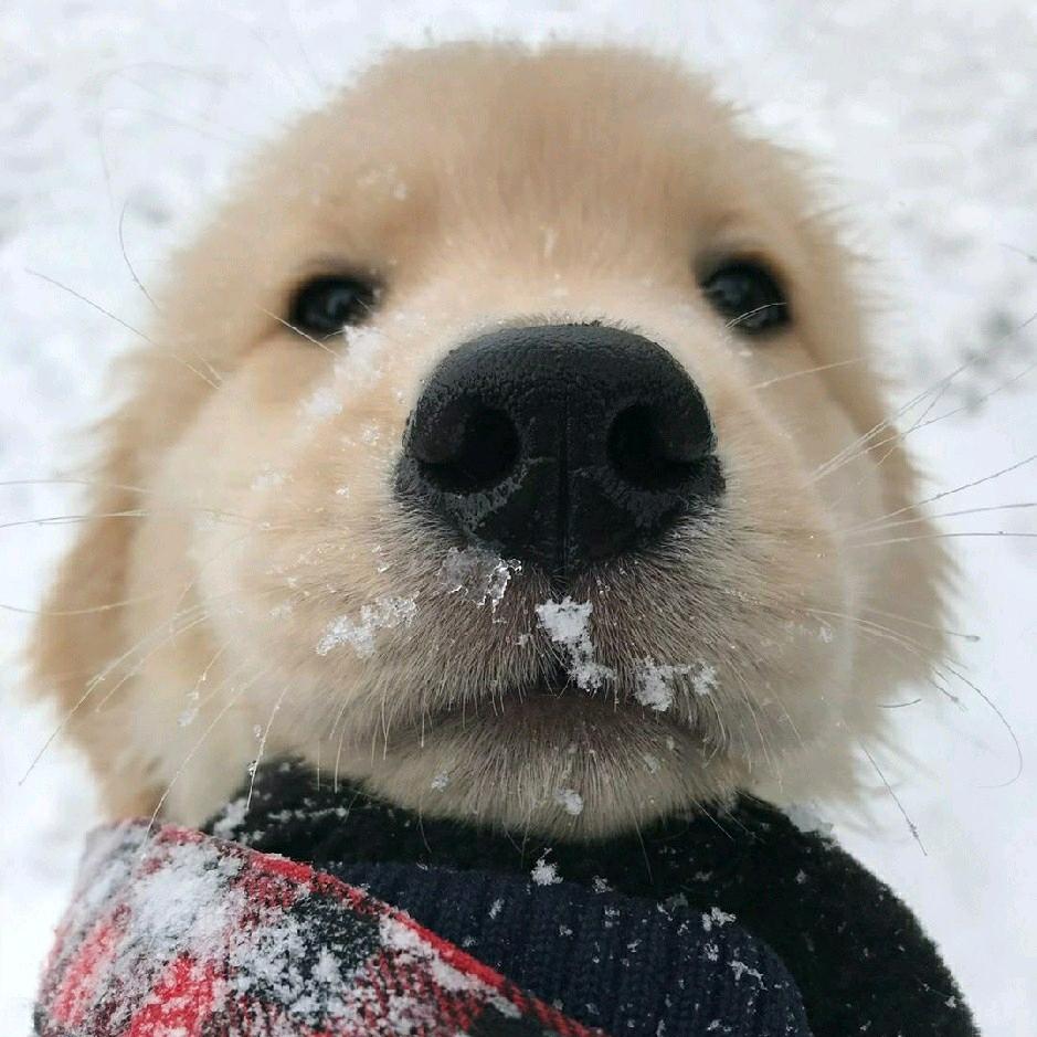🌈早醒不了一点（金毛奶茶）