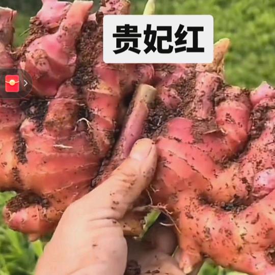 贵州原产地（贵妃红）