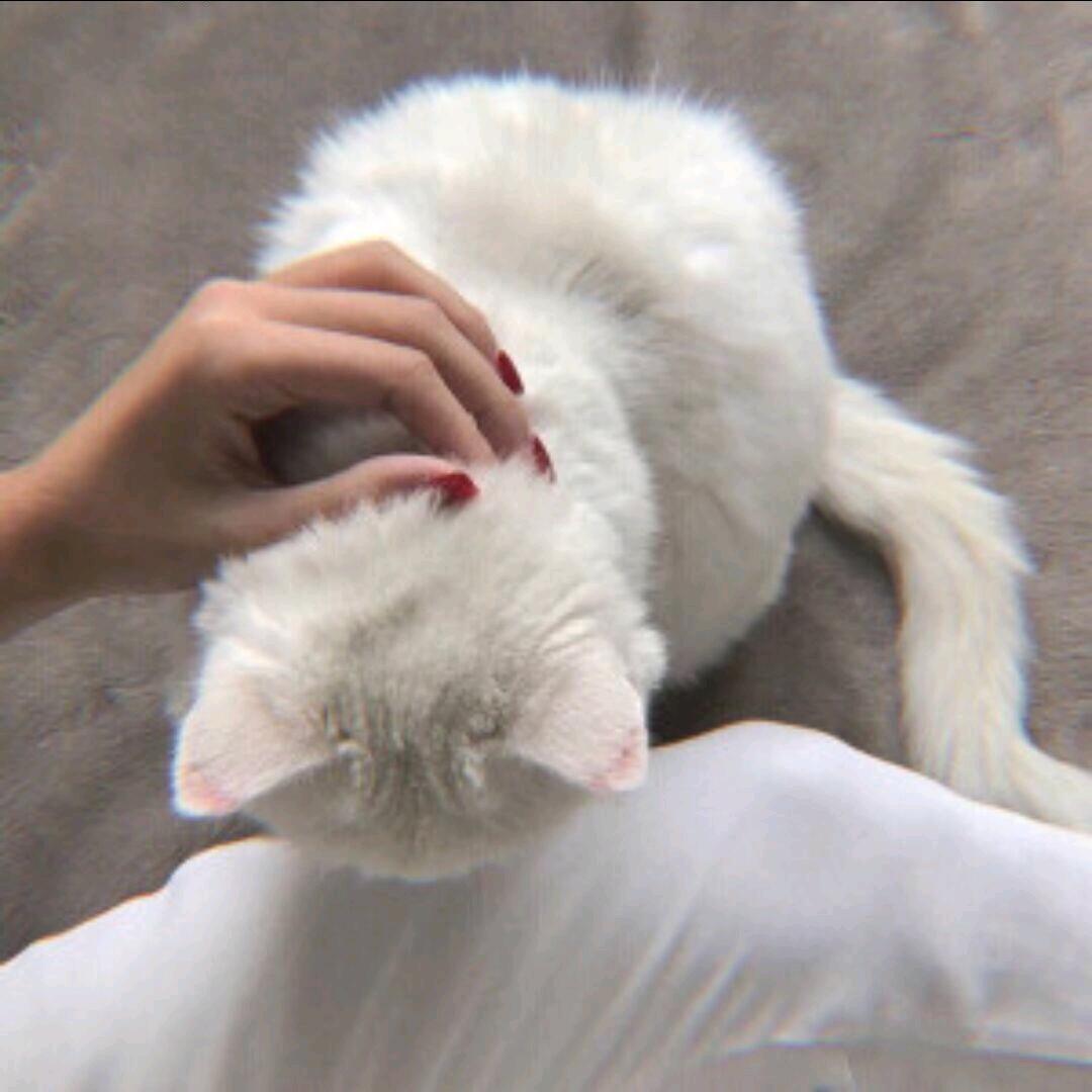 ۶҉猫猫公主·٩