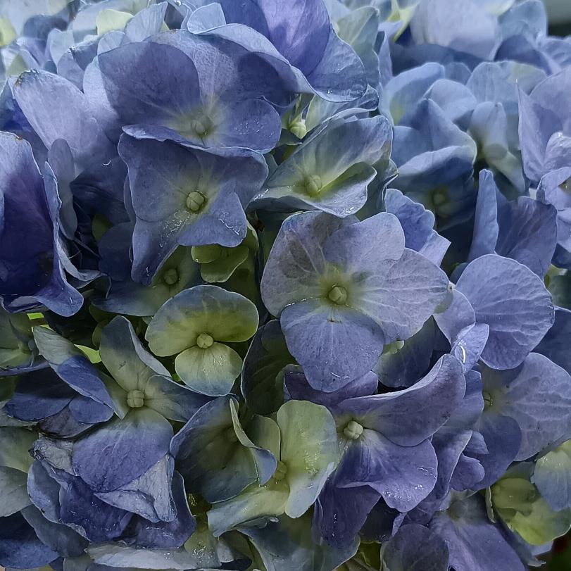 一朵绣球花