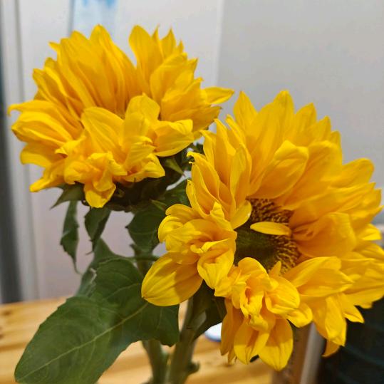向日葵🌻