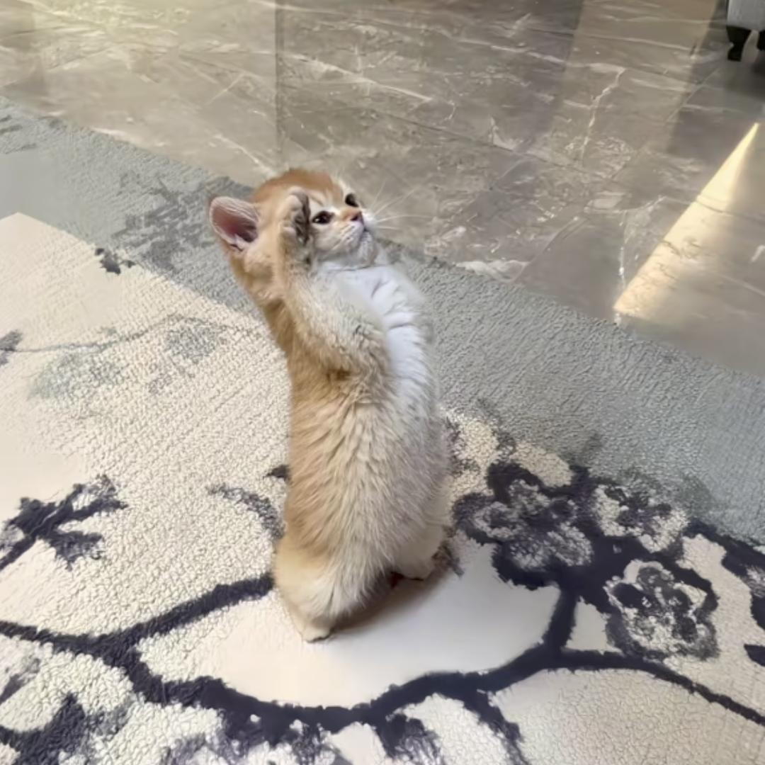 ೏愛