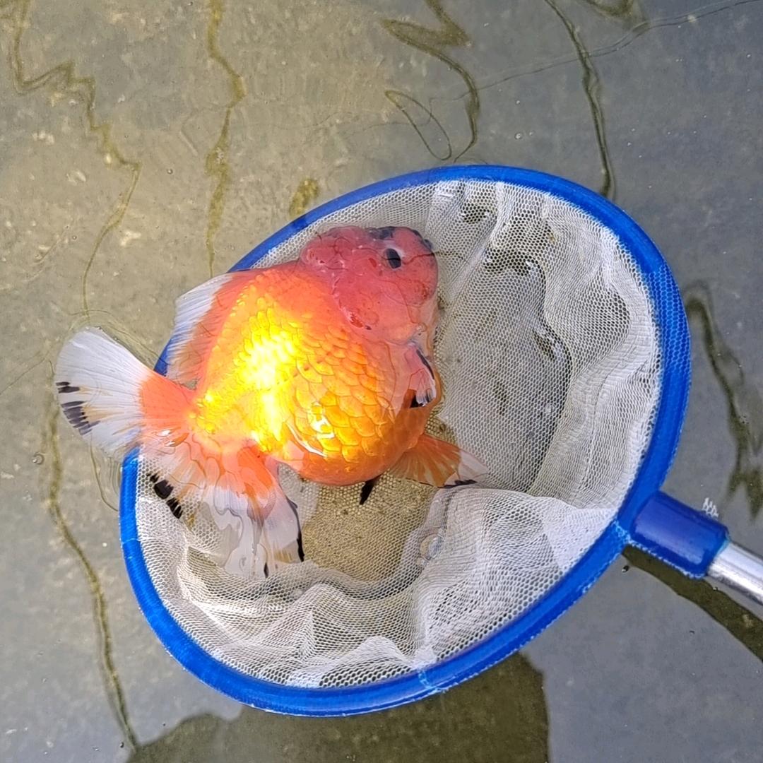 苹果，