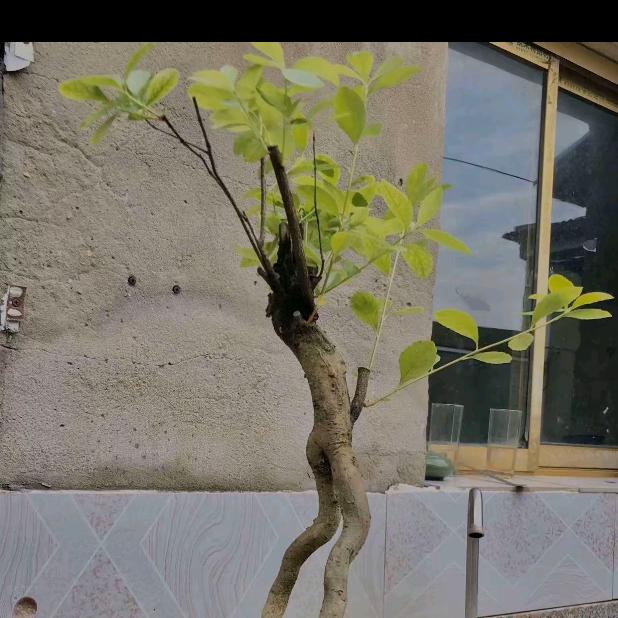 妲己再美丶終究是妖