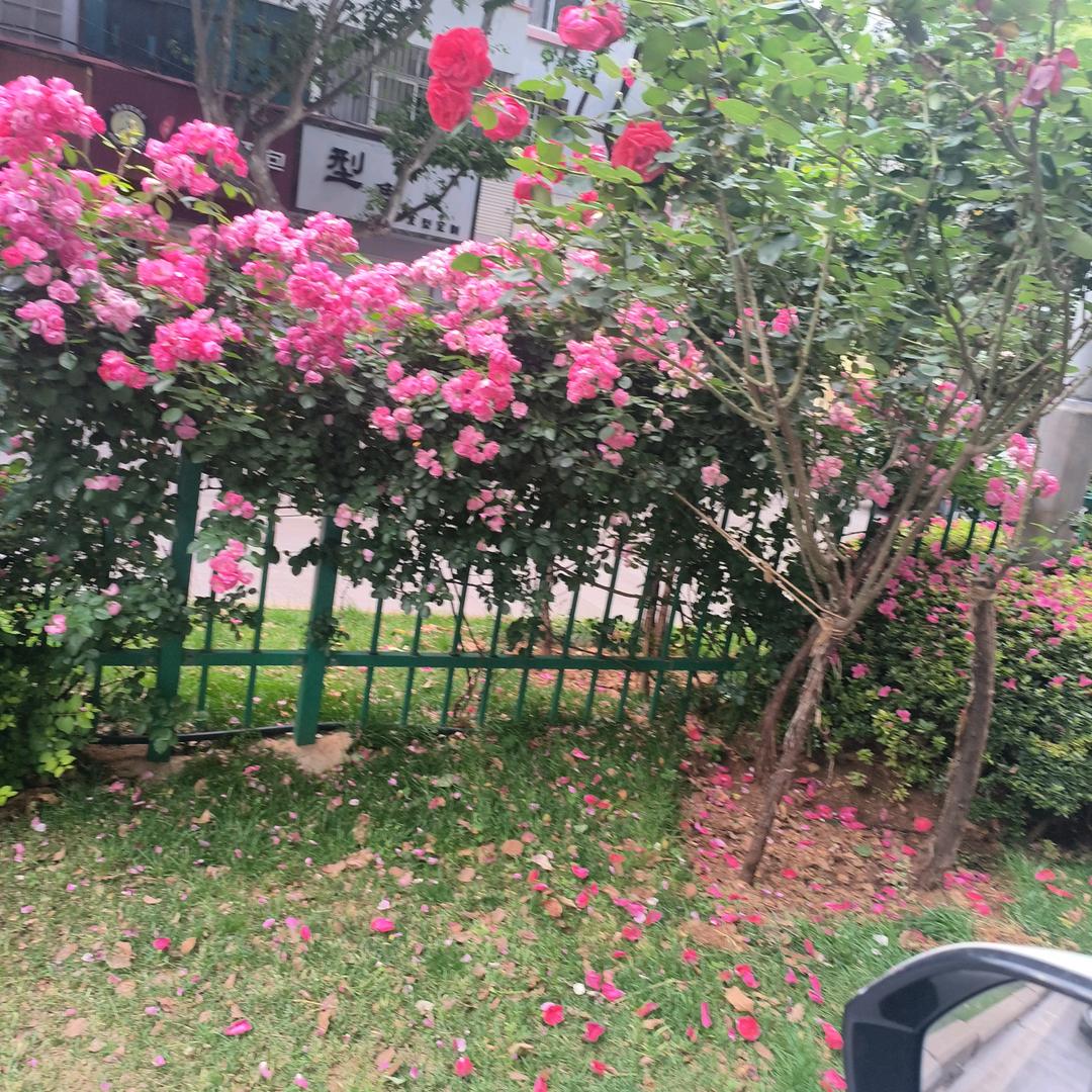 曲靖A2教练何师