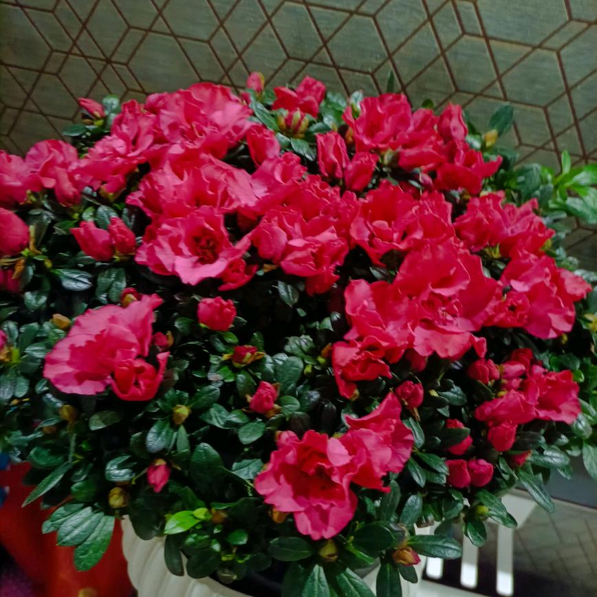 节节高
