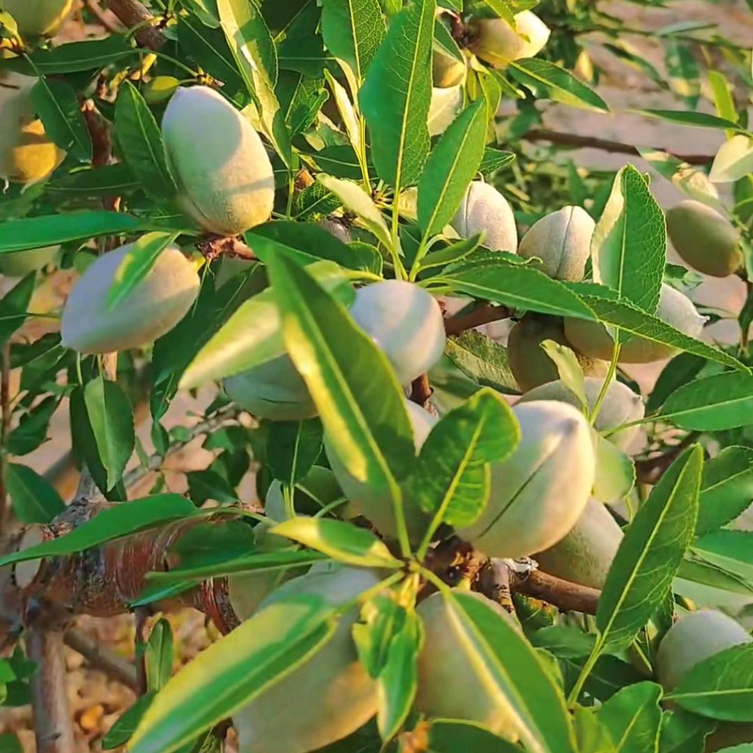 多啦小梦