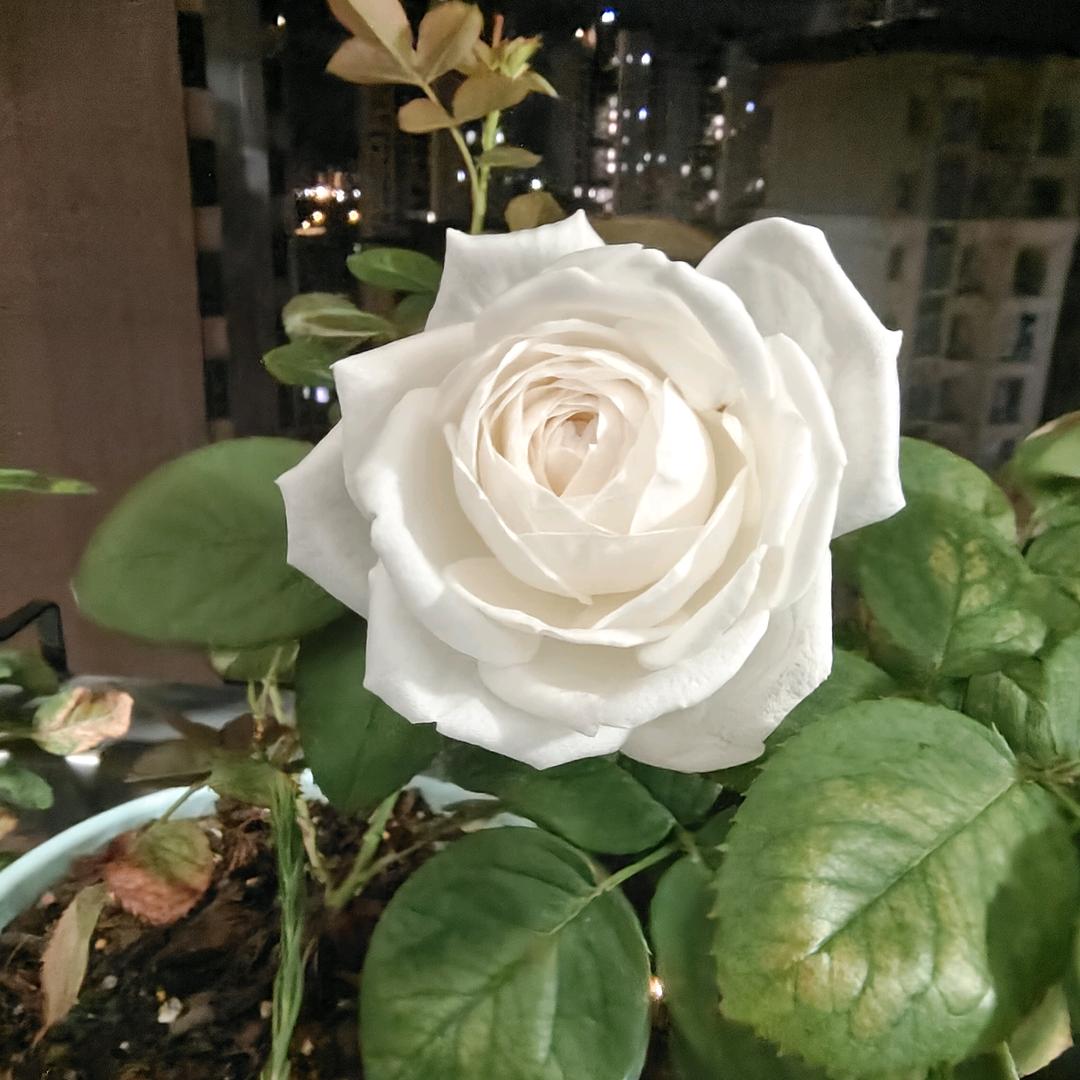 园游