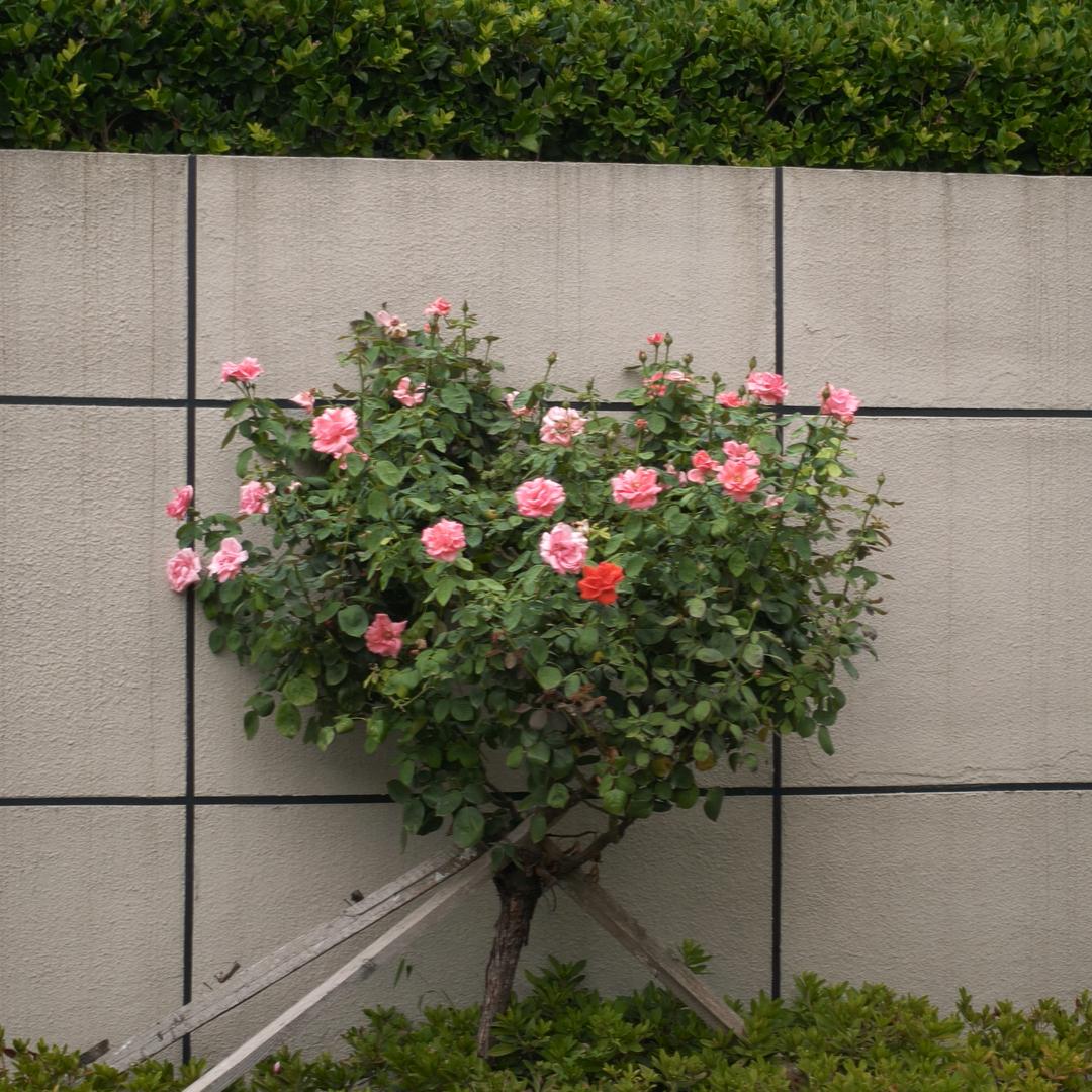 阿梨🍐（首播筹备）