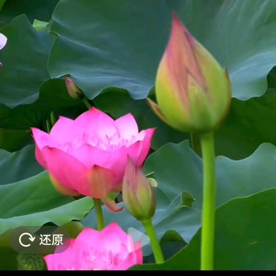 家和万事兴🌹