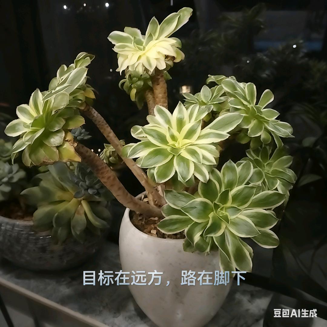 紫色薰衣草