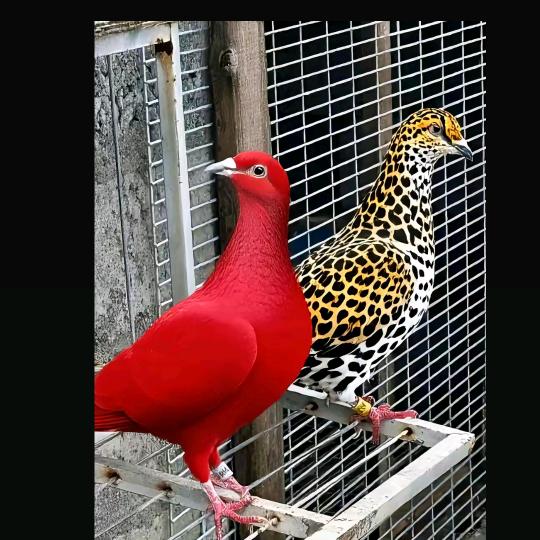 上蔡铭萱门业（庆中）