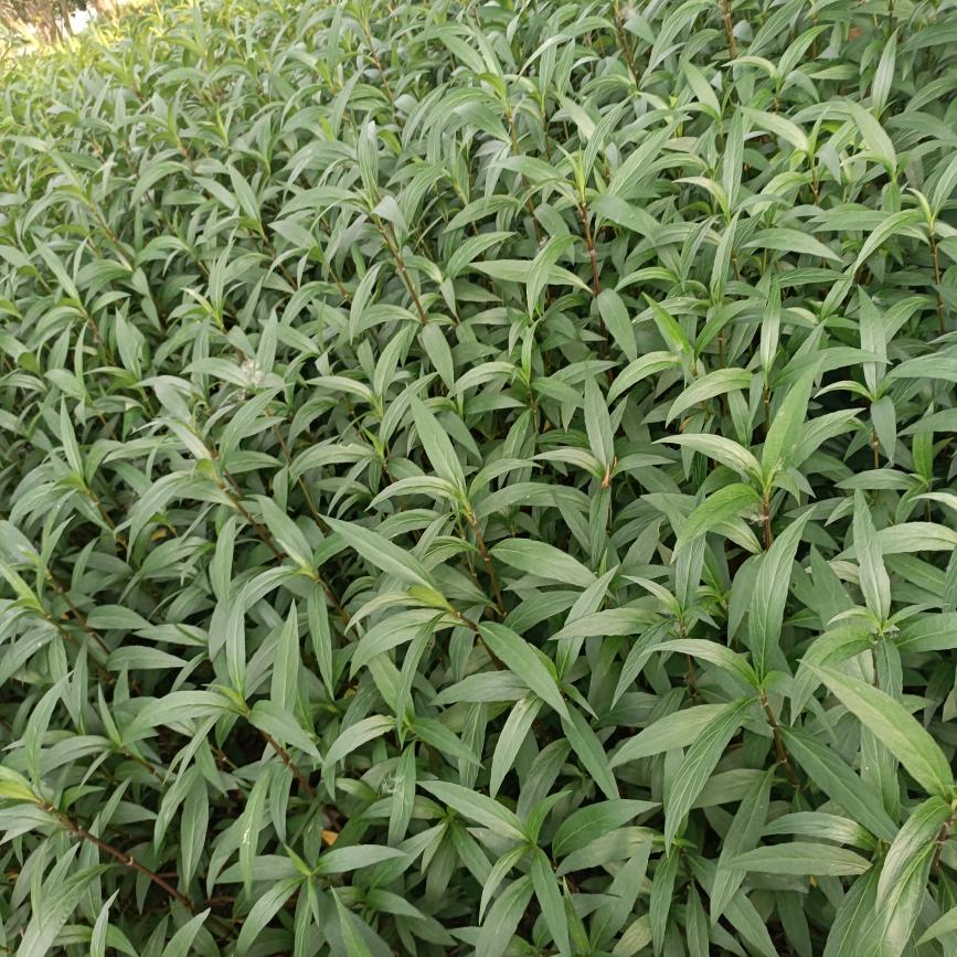 朱家菇凉