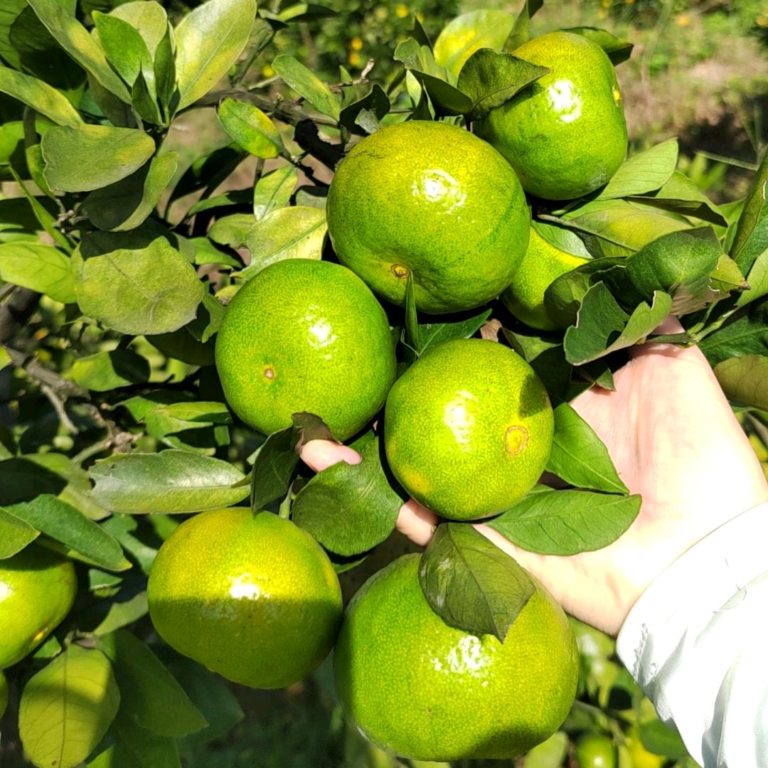 燕子洞口园艺场雪峰蜜桔🍊（自产自销）