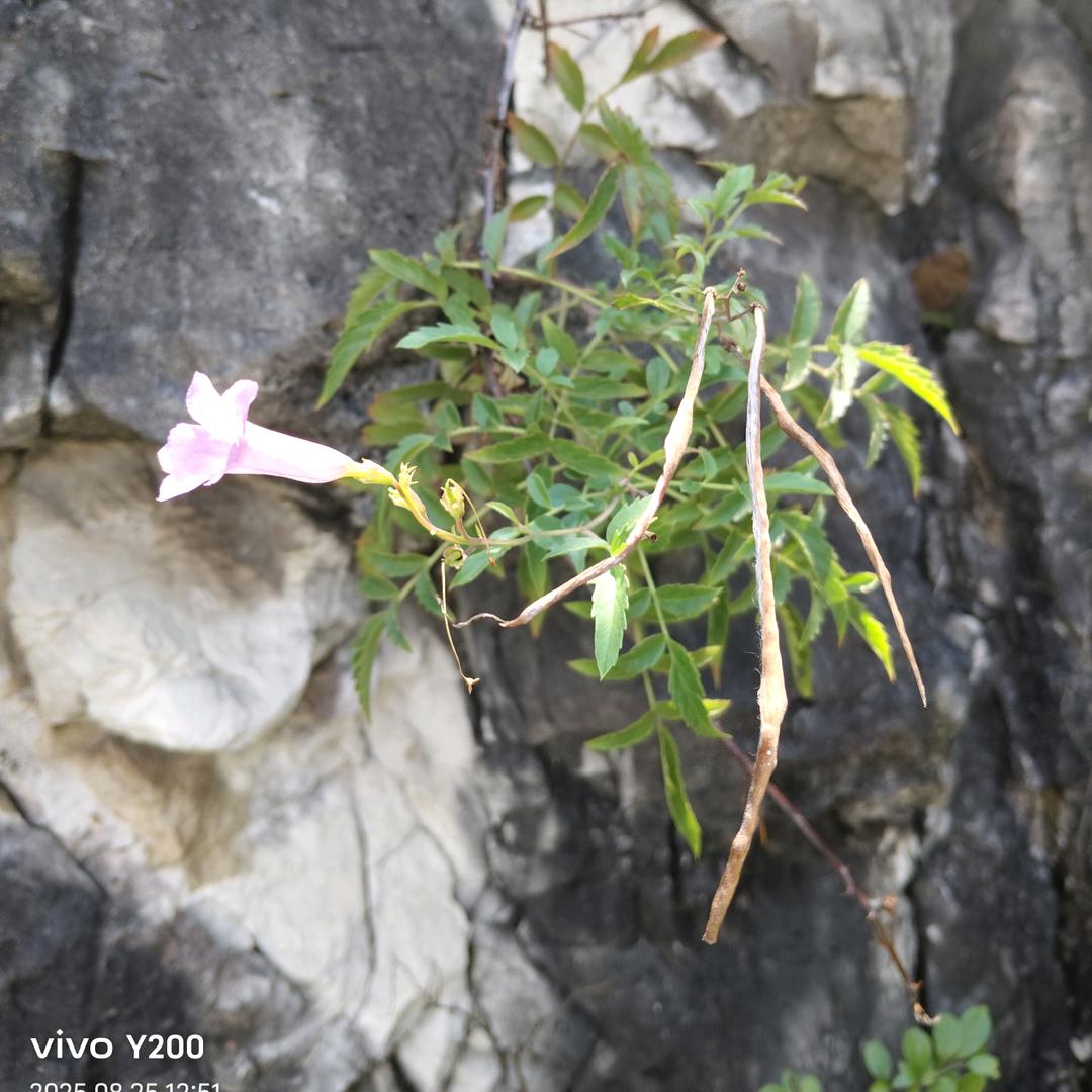 民间中草药小严