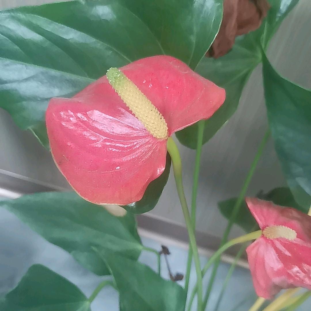 来凤蕨概