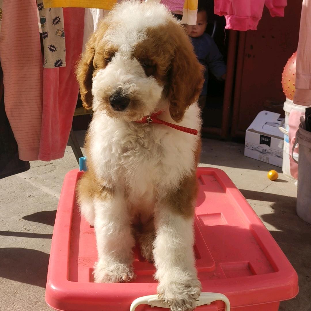 路虎犬业