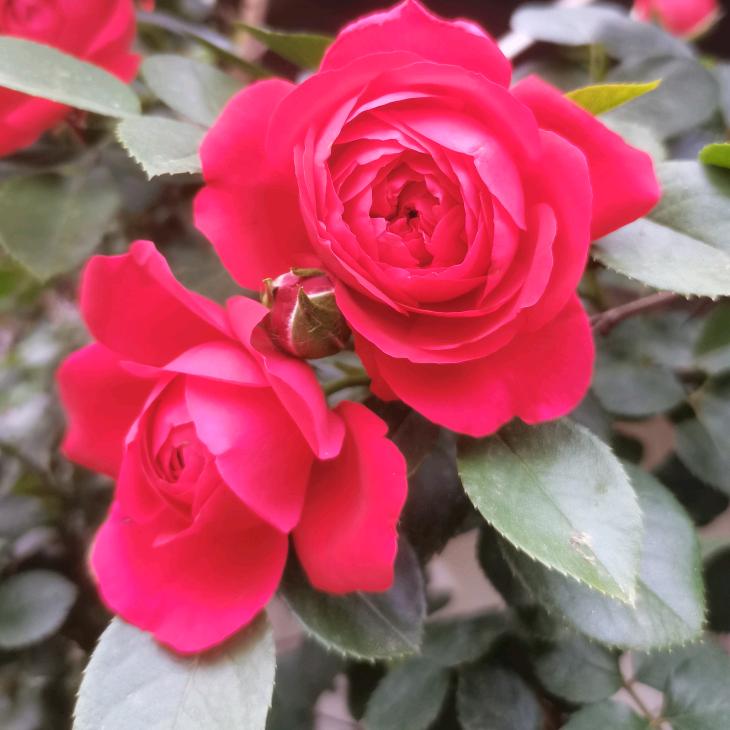 菁薇