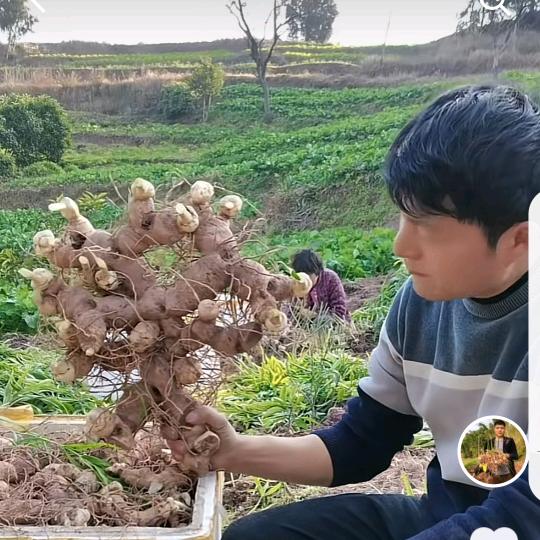 四川杜哥种植生活